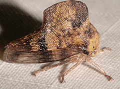 Telamona maculata