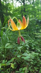 Lilium michauxii