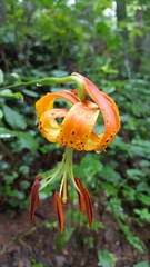 Lilium michauxii