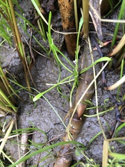 Limosella acaulis