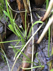 Limosella acaulis