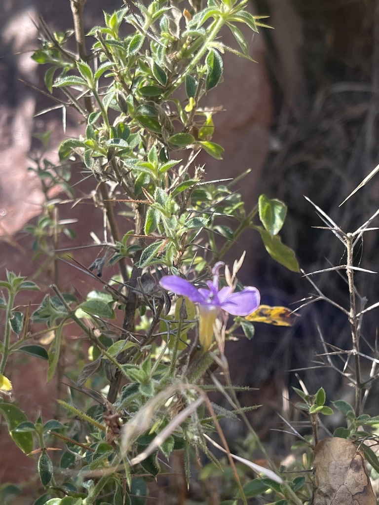 Barleria spinosissima