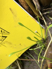 Limosella acaulis