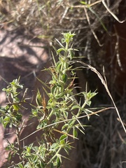 Barleria spinosissima