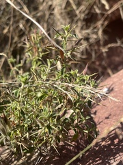 Barleria spinosissima