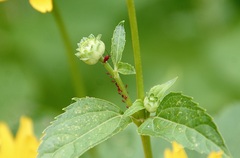 Uroleucon rudbeckiae