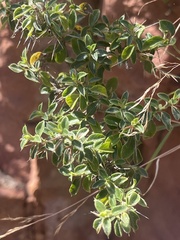 Barleria spinosissima