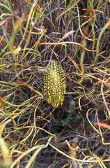 Julodis fascicularis