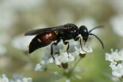 Nysson dimidiatus
