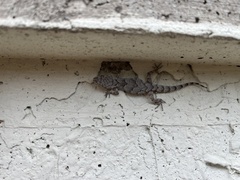 Mediodactylus danilewskii