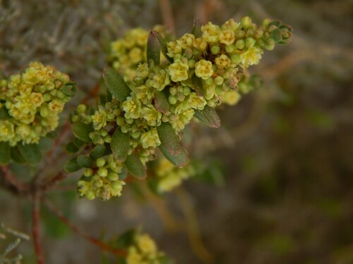 Broaf-leaved clutia (Clutia alaternoides)