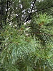 Pinus koraiensis