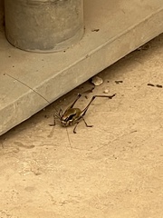 Eupholidoptera smyrnensis