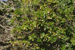 Diospyros scabrida