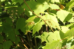 Acer barbinerve