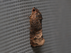 Ecdytolopha