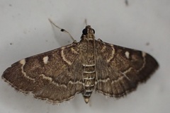 Cryptobotys zoilusalis