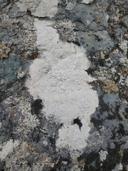 Coccotrema maritimum