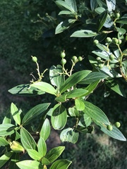 Cornus quinquenervis
