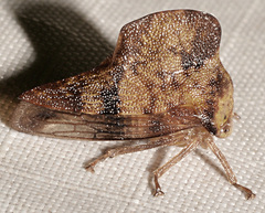 Telamona maculata