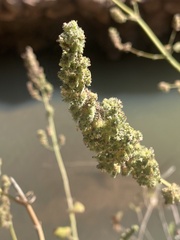 Mesosphaerum pectinatum