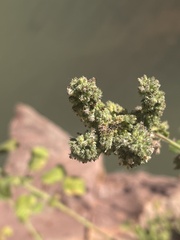 Mesosphaerum pectinatum