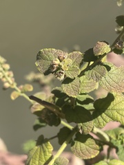 Mesosphaerum pectinatum