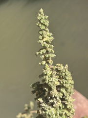 Mesosphaerum pectinatum