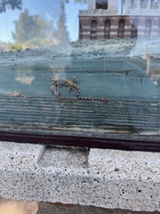 Hemidactylus turcicus