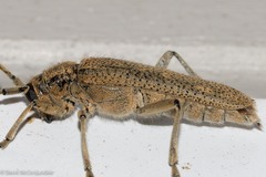 Saperda calcarata