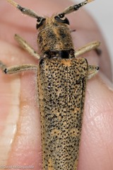 Saperda calcarata