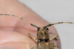 Saperda calcarata