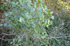 Cassinopsis ilicifolia