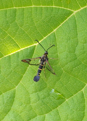 Synanthedon tipuliformis