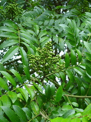 Zanthoxylum rhoifolium