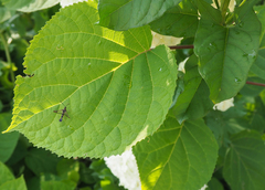 Synanthedon tipuliformis