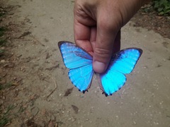 Morpho rhodopteron