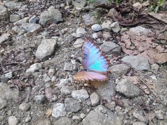Morpho rhodopteron