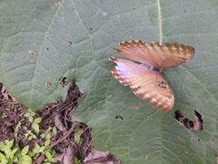 Morpho rhodopteron
