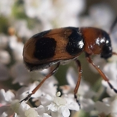 Coptocephala rubicunda