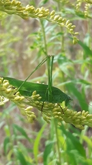 Phaneroptera falcata
