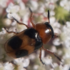 Coptocephala rubicunda