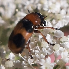 Coptocephala rubicunda