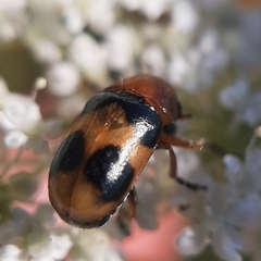 Coptocephala rubicunda