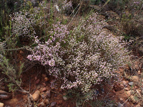 Image of Erica plumosa by (c) Ren Hoekstra, some rights reserved (CC BY)