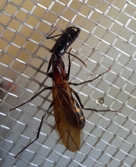 Camponotus mirabilis