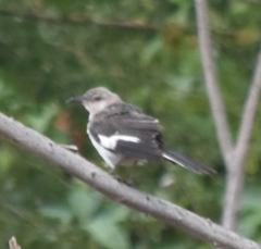 Mimus polyglottos