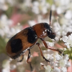 Coptocephala rubicunda
