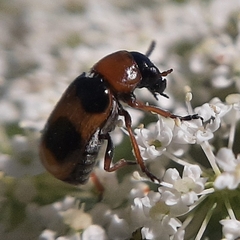 Coptocephala rubicunda
