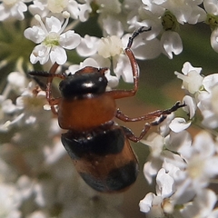 Coptocephala rubicunda